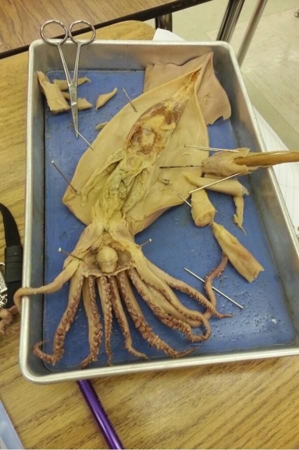 Marine+Biology+Students+Dissect+Squid