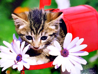 'Cat Island' on Japan