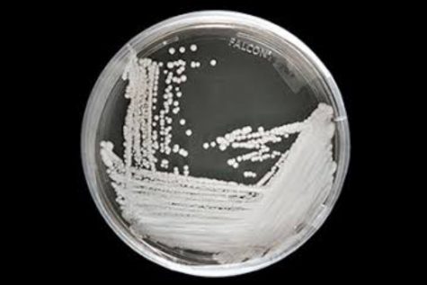 Superbug Candida Auris? In our Florida?