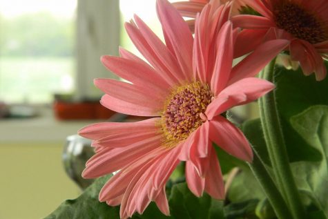 Gift Ideas for Mother’s Day