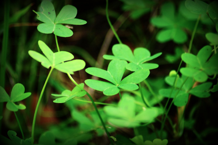 St.+Patricks+Day+is+on+March+17th+of+every+year+and+celebrated+by+many.