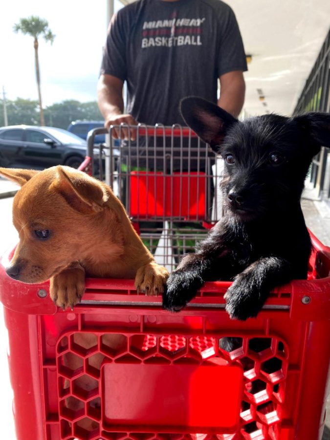 Vanessas pups enjoying a ride in a shopping cart. 