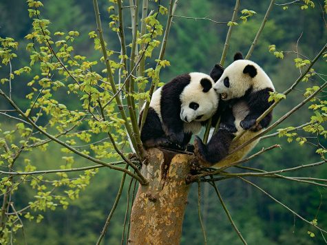 Two pandas in a tree enjoying each others company in China.