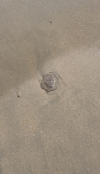 A tiny jellyfish at the local beach!
