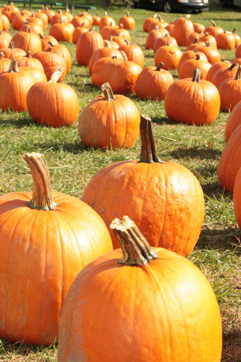 A+pumpkin+patch+in+the+fall
